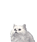 kocka